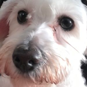 Meet your Posher, Sam